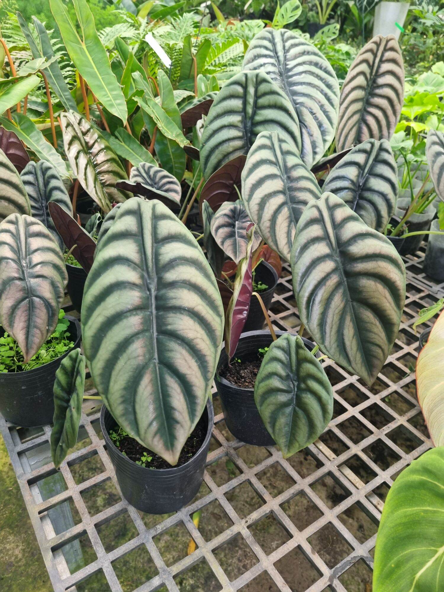 Alocasia cuprea - cây rồng đỏ -(cây to)