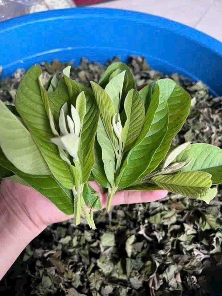 Trà lá ổi giảm cân