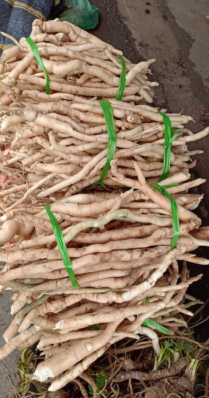 Sâm xuyên đá tươi Tây Bắc (1kg)