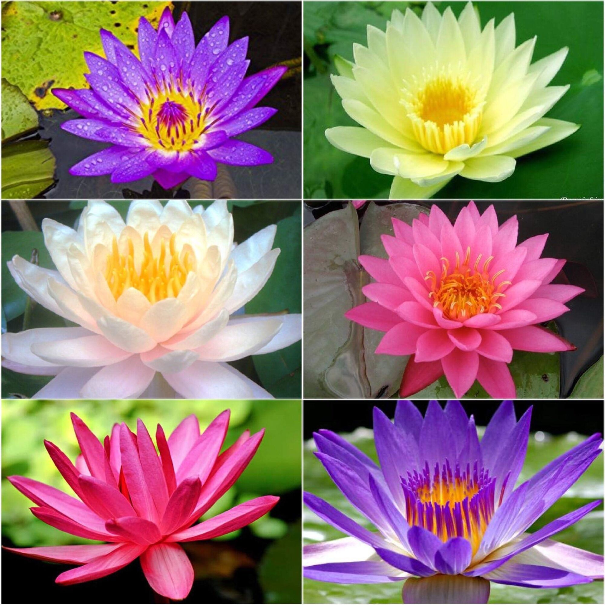 5 Hạt giống hoa SÚNG Thái mini nhiều màu