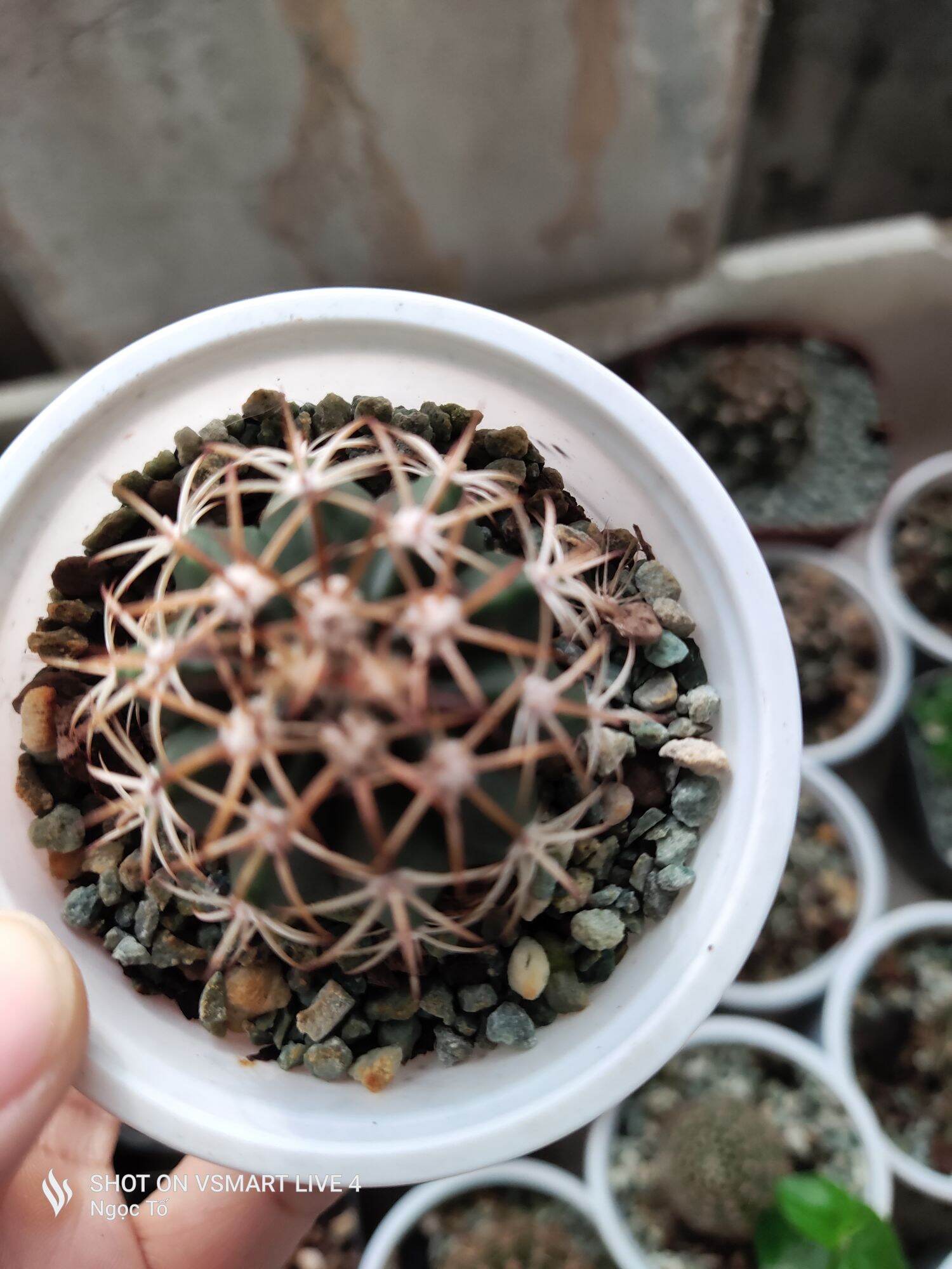Xương rồng melo hạt
