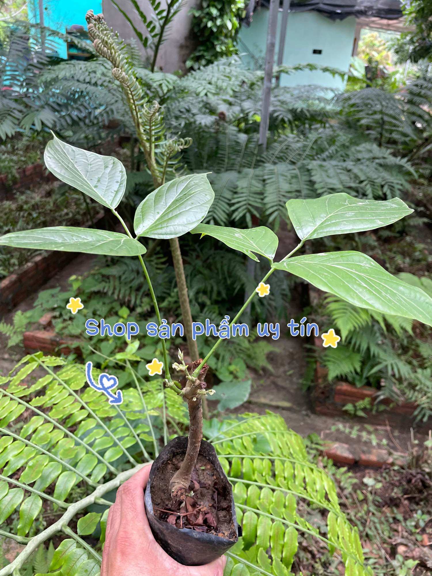 Huyết đằng (cỏ máu ) hom giống