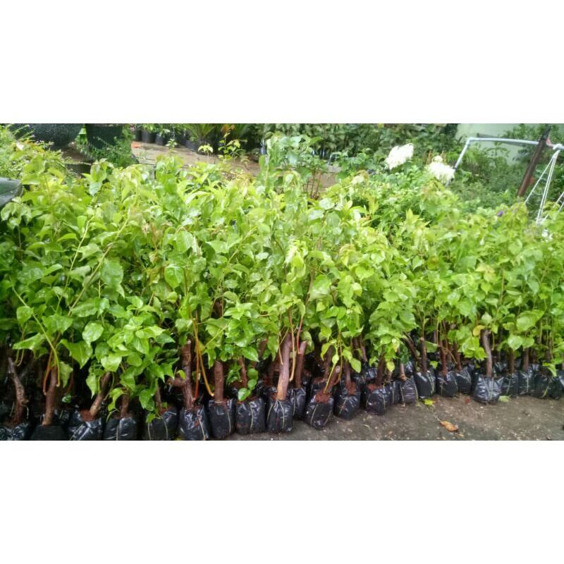 5 CÂY HOA GIẤY MIX ĐỦ MÀU