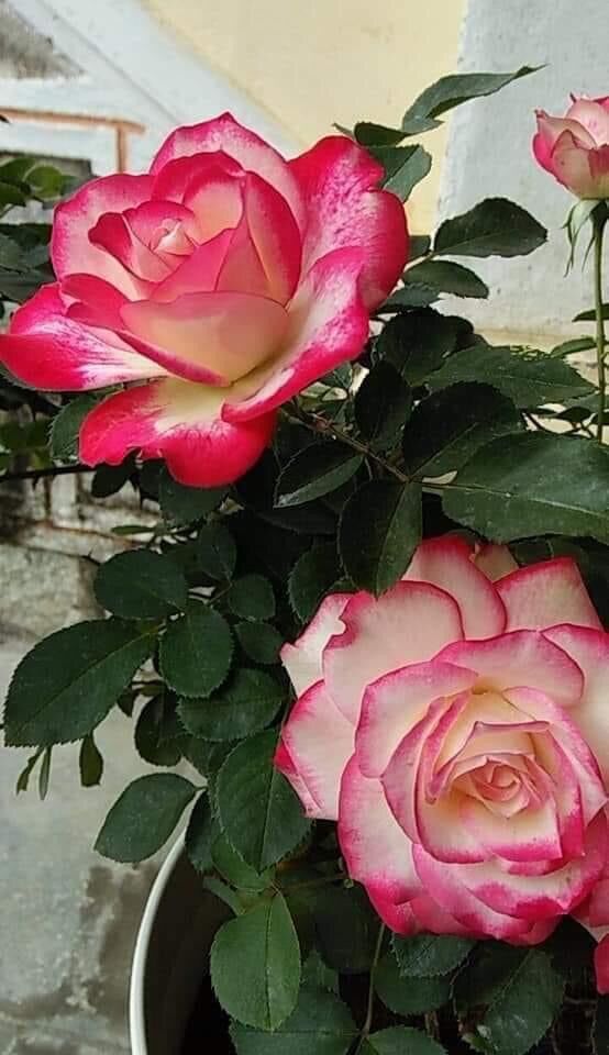 Hoa hồng ngoại Cherry rose