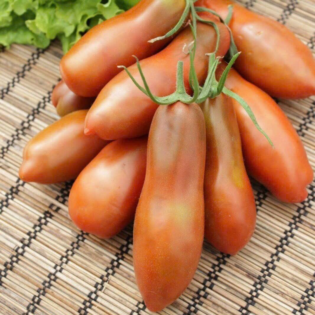 [ Hạt giống Nga] Hạt giống cà chua chuối Socola F1