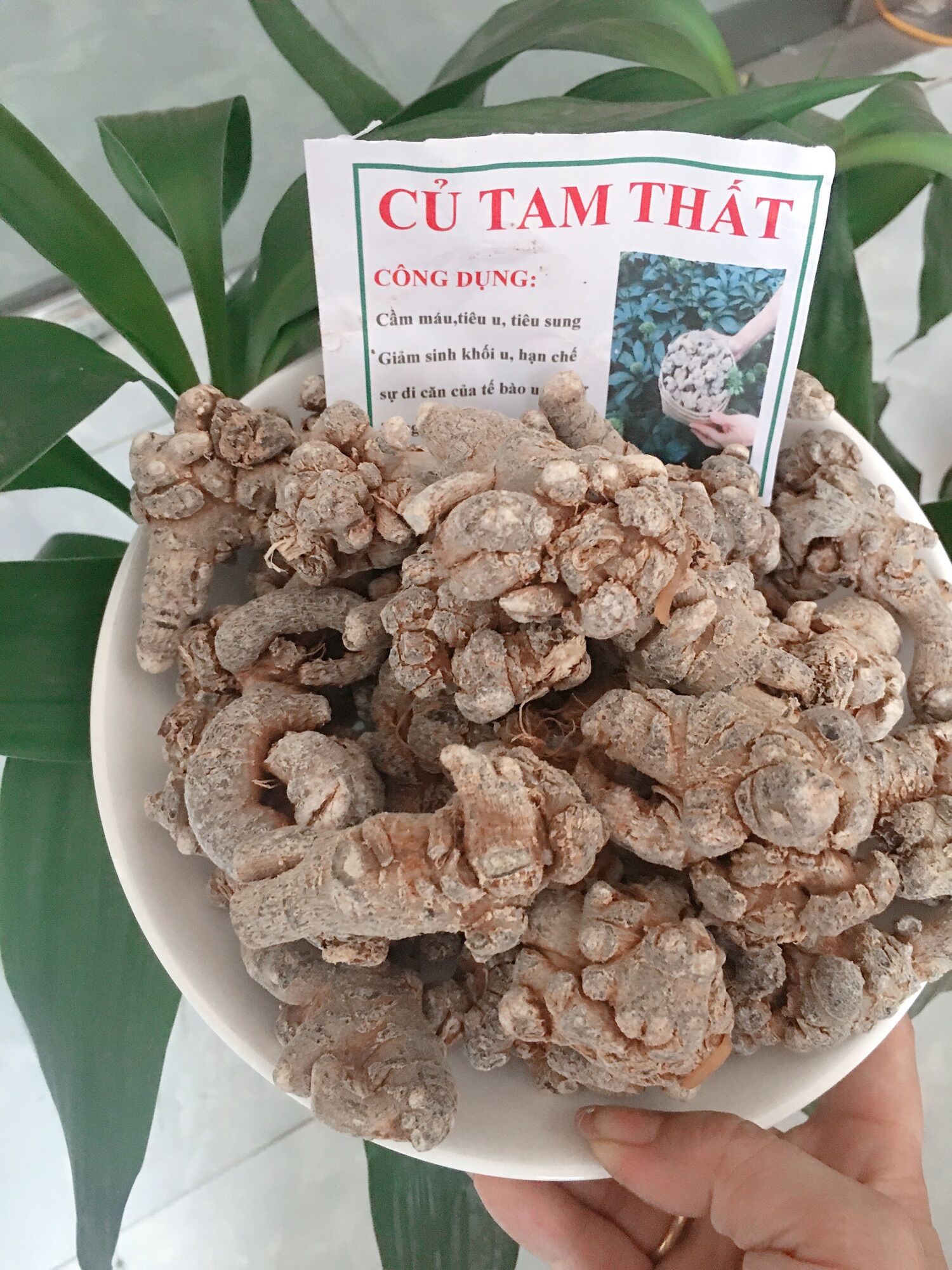 Củ tam thất bắc sấy khô loại 52 củ/kg bán 890k/kg