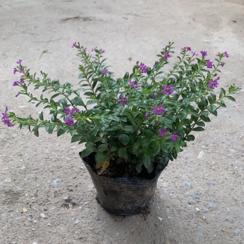 Cây hoa Cẩm Tú (cây giống)