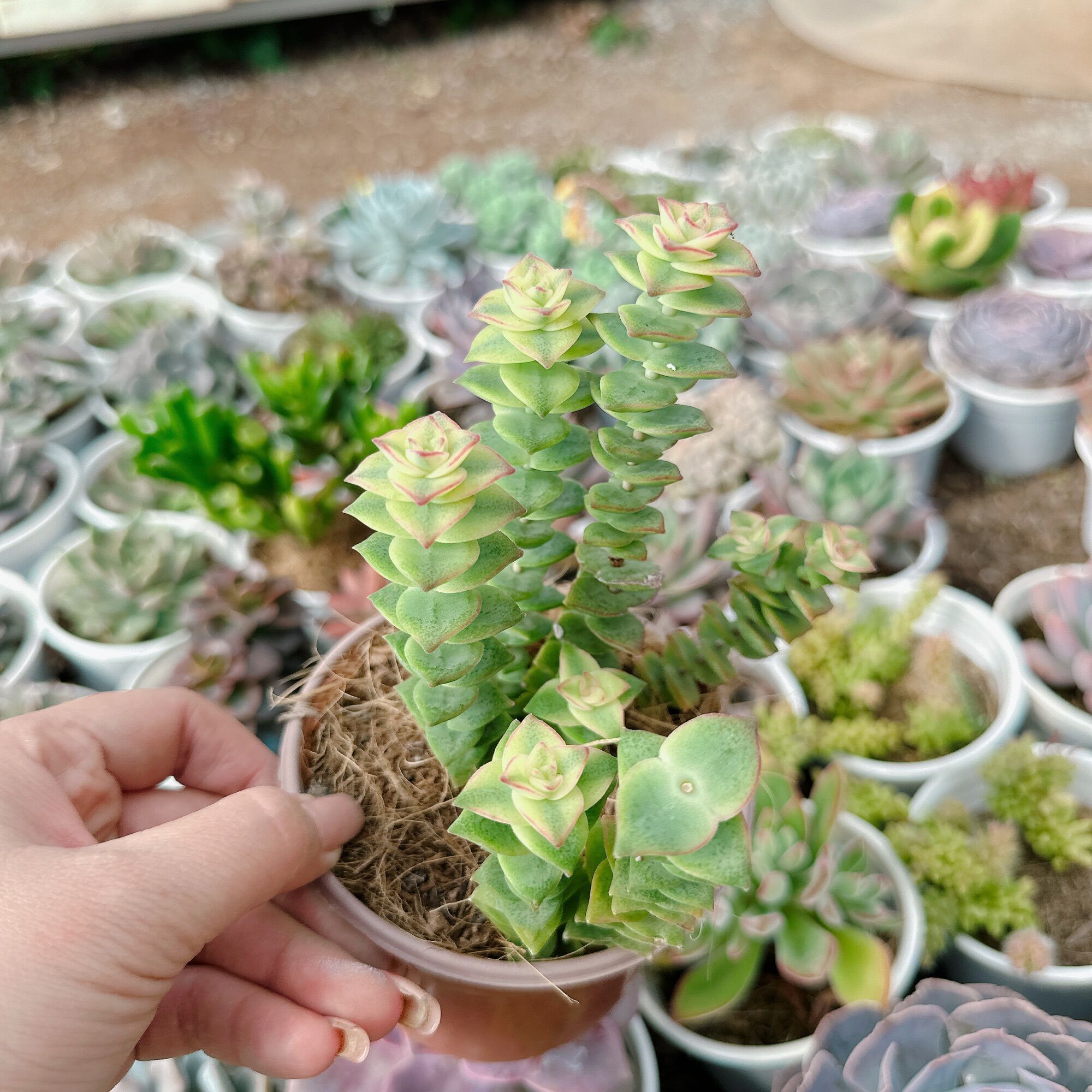 Sen đá xiên thịt chậu trung 5-7cm