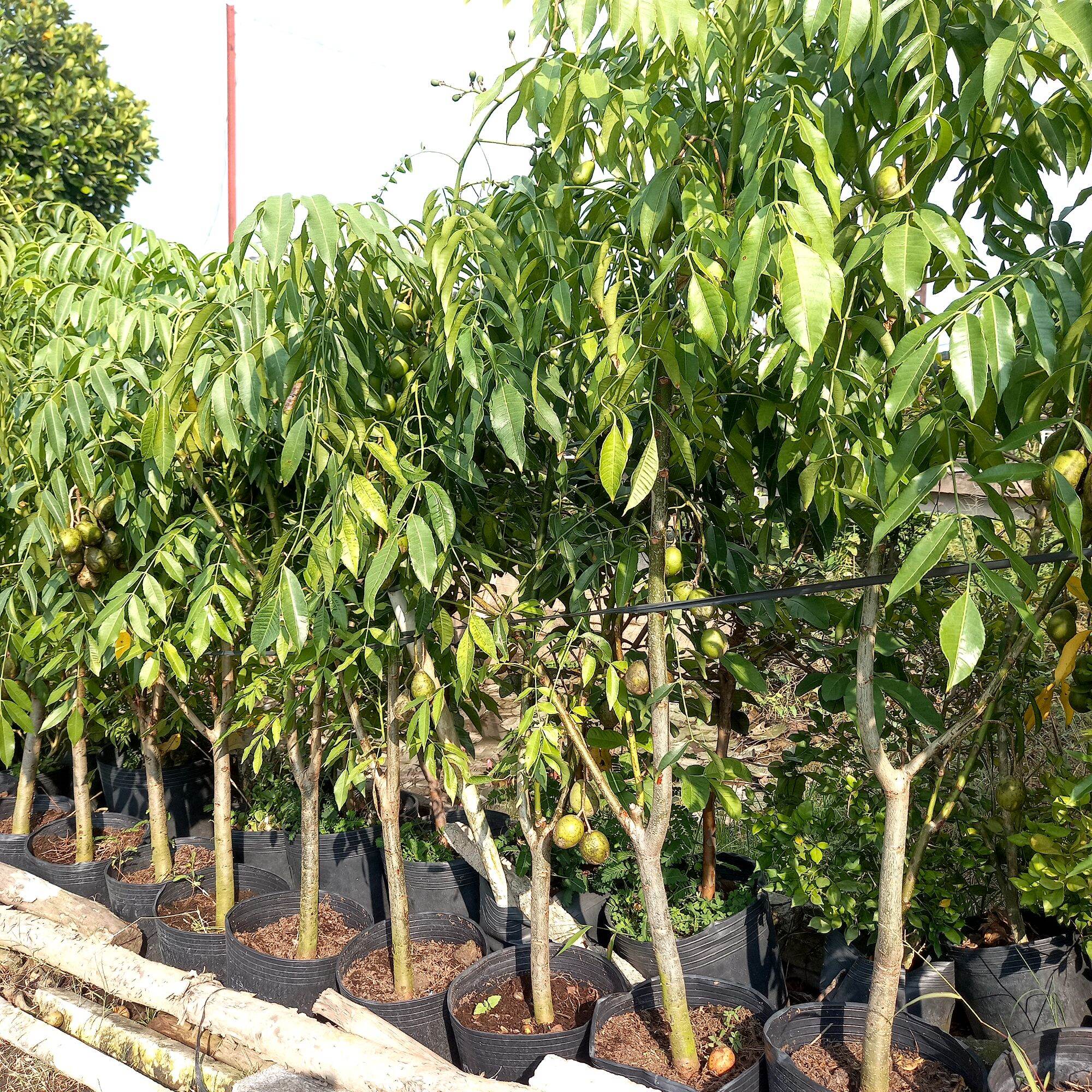 cây cóc thái trưởng thành