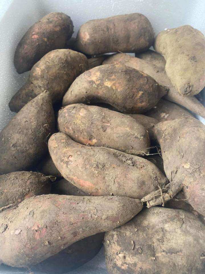 Sét 5kg Khoai Sâm đất Lào Cai (size to 4-5củ/1kg)