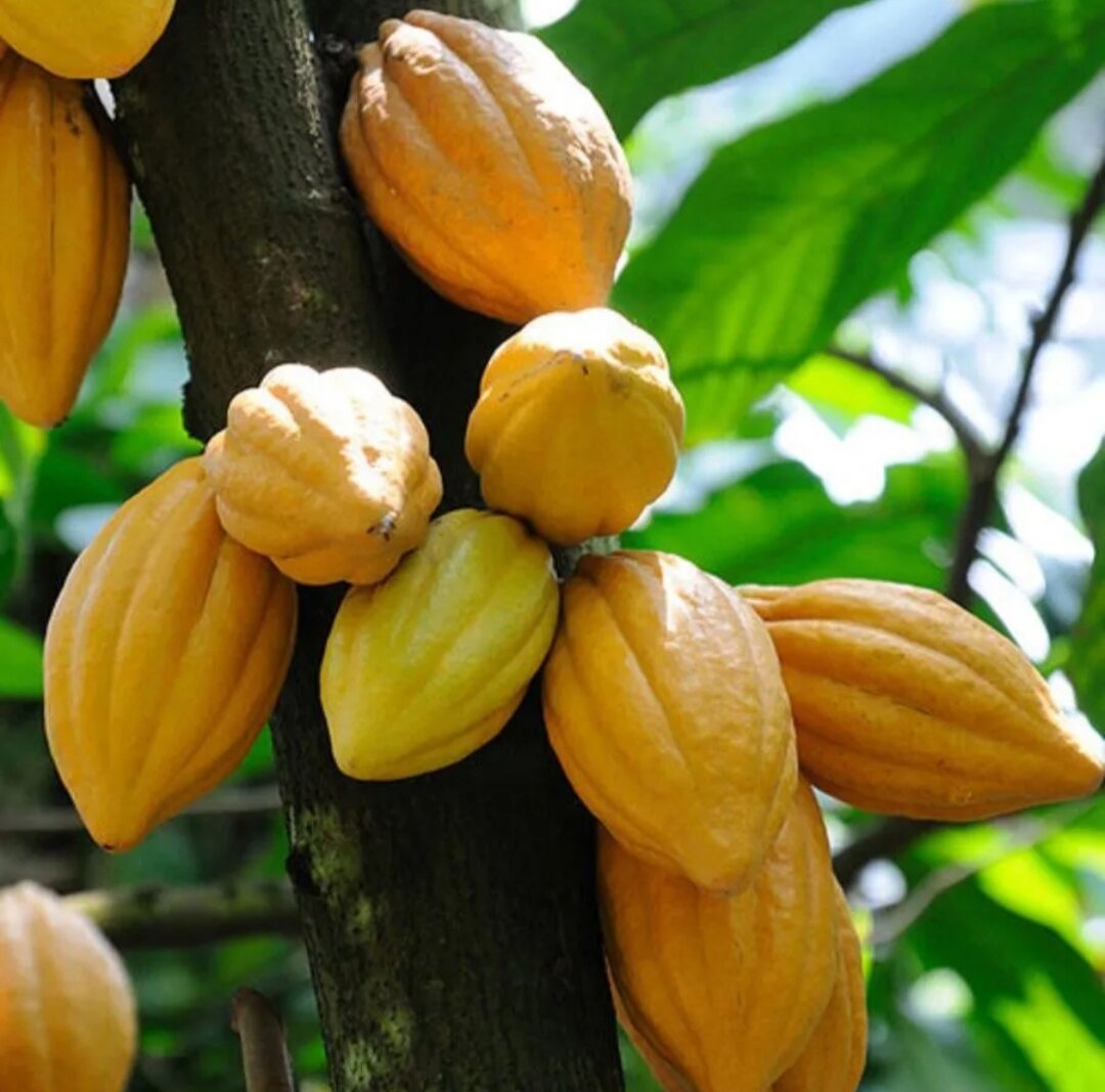 Cây cacao giống (Siêu trái, cho trái sớm)