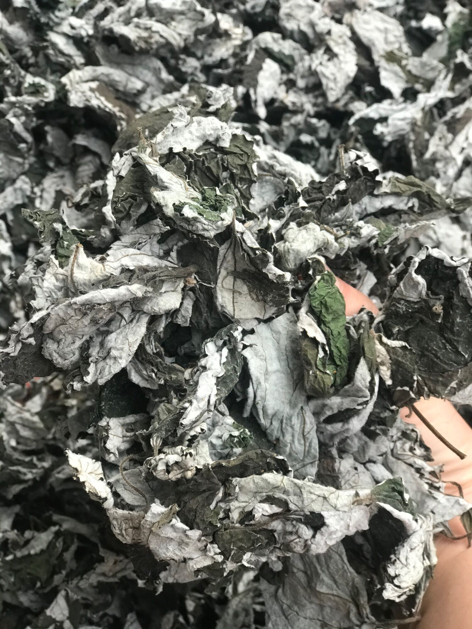 LÁ GAi Khô túi 1kg