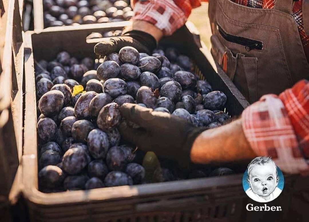 Mận đen nghiền Gerber Nga cho bé từ 4m+
