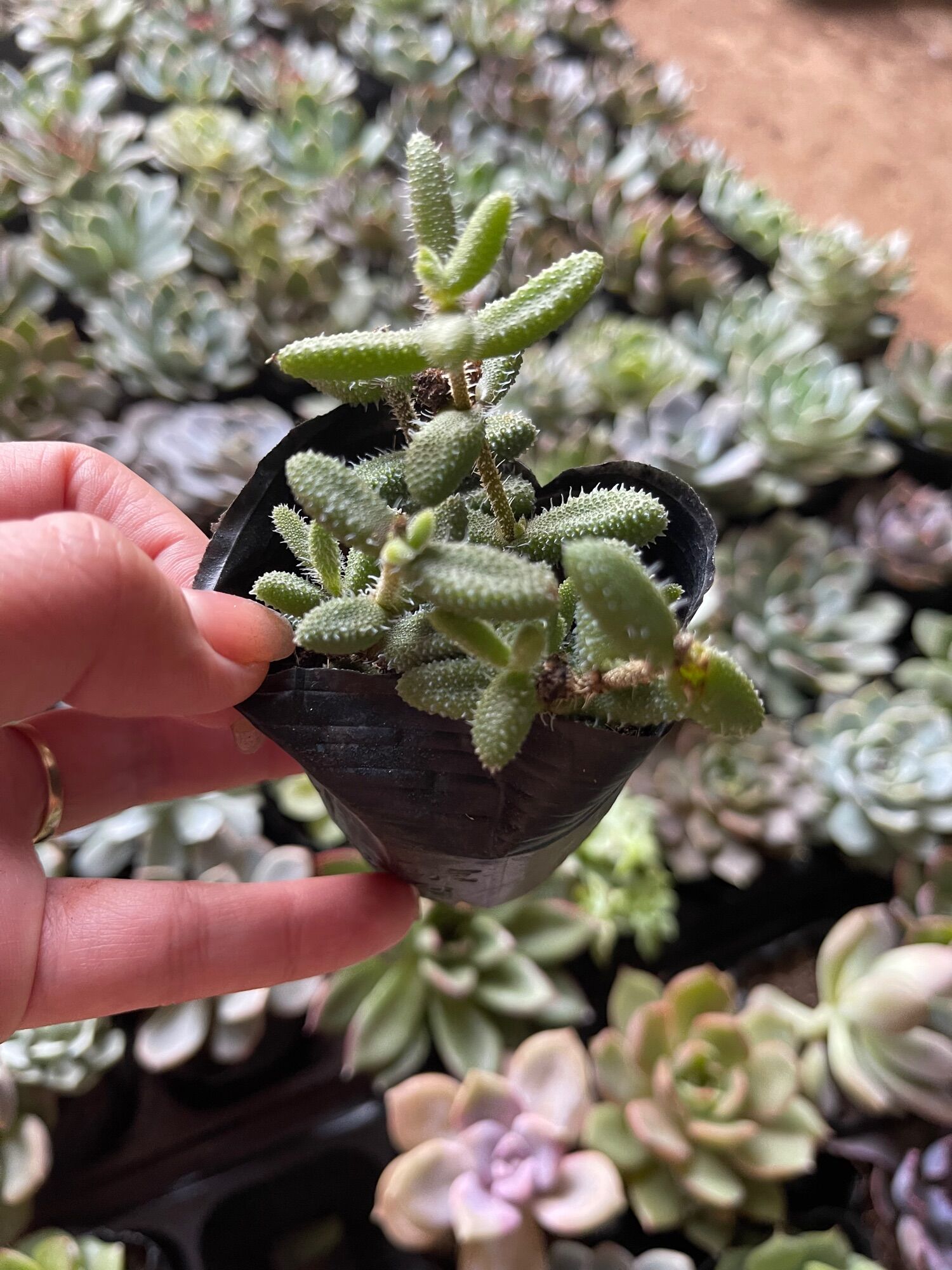 Sen đá mặt nạ size bầu 3-5cm