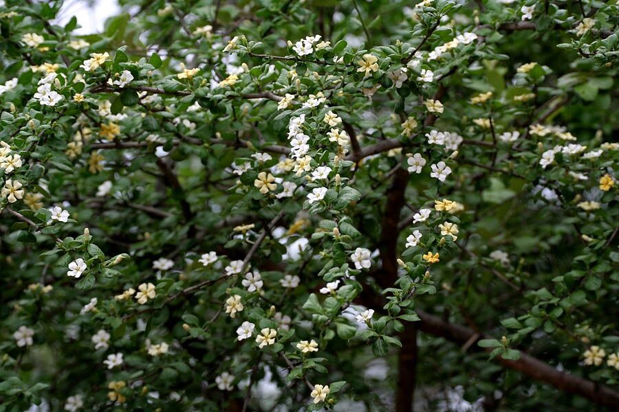 Cây găng tu hú (100 hạt giống)