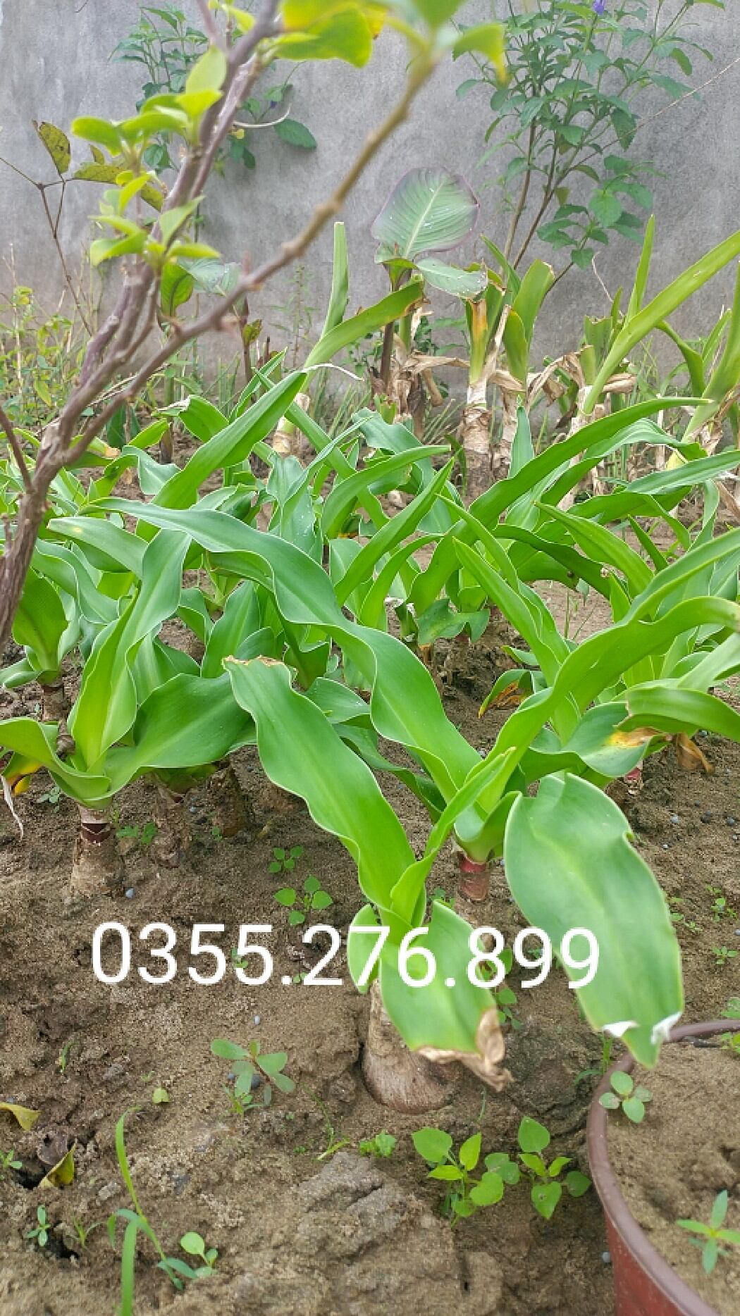 Combo 5 cây giống trinh nữ hoàng cung khỏe, đẹp 0355276899