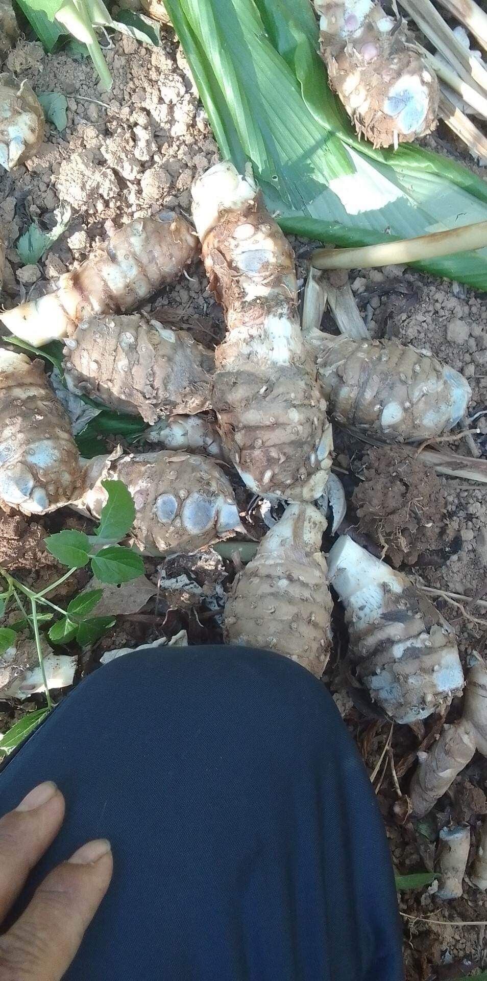 Nghệ đen và nghệ trắng tươi 1kg