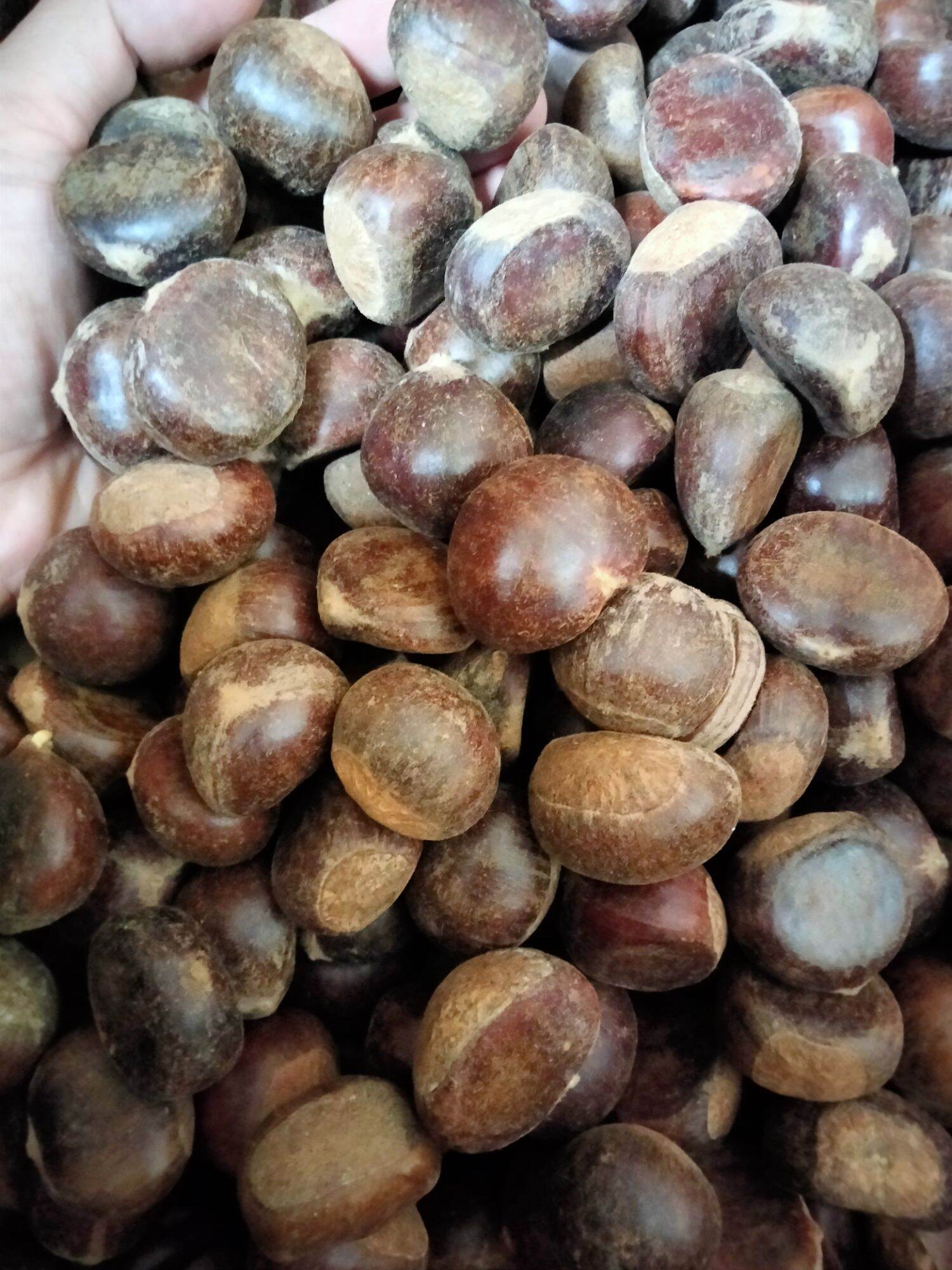 Đặc sản hạt dẻ Sapa ngọt bùi