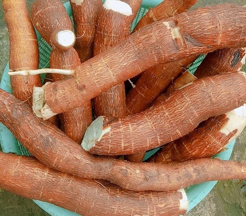 Củ khoai mì ruột vàng dẽo thơm 5kg