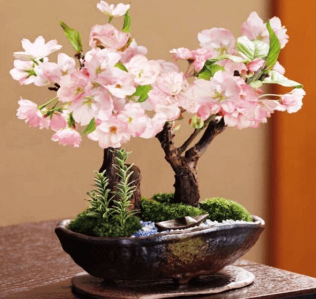 Hạt giống hoa anh đào