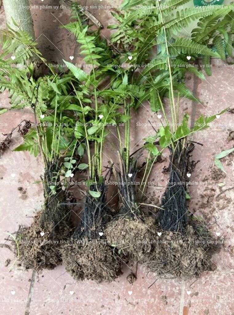 Rau dớn gốc giống siêu to