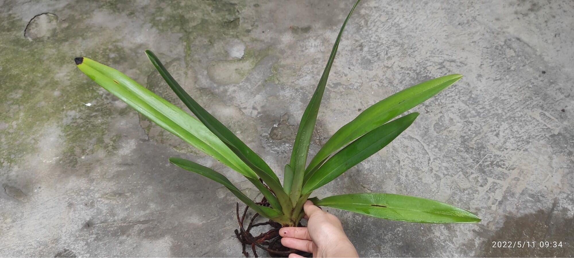 Hoa Lan Hài râu Pháp(1 cây)