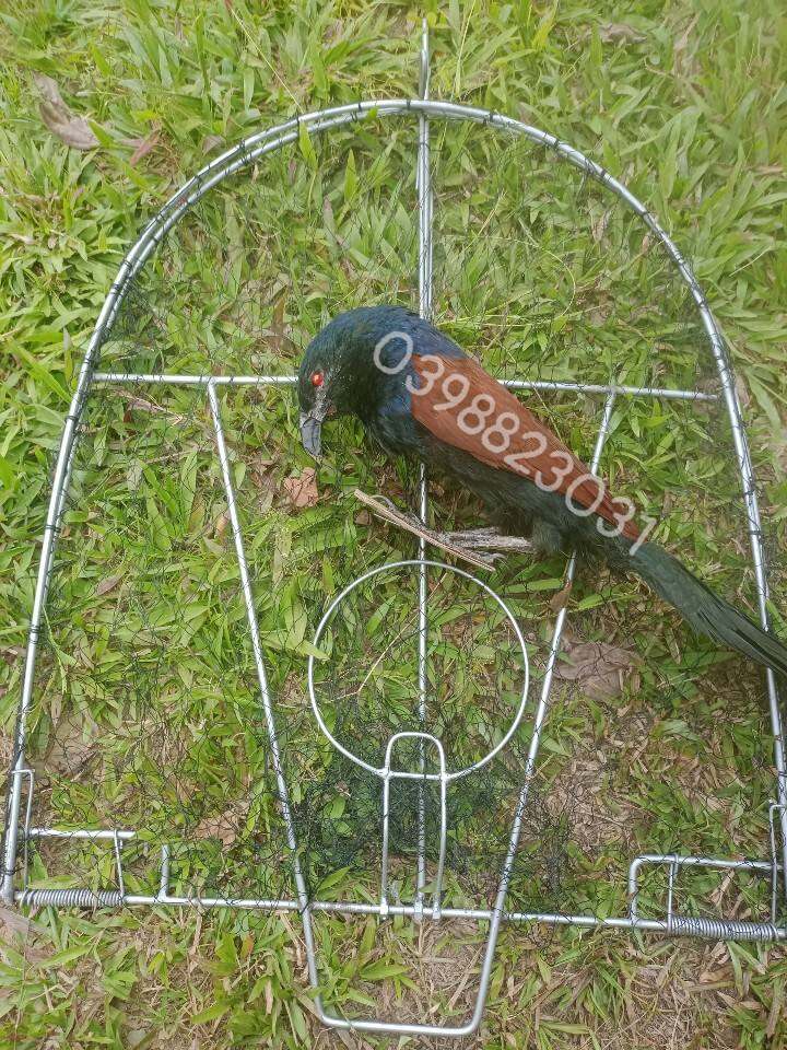 combo mẹt mồi giả bẫy bịp, quốc