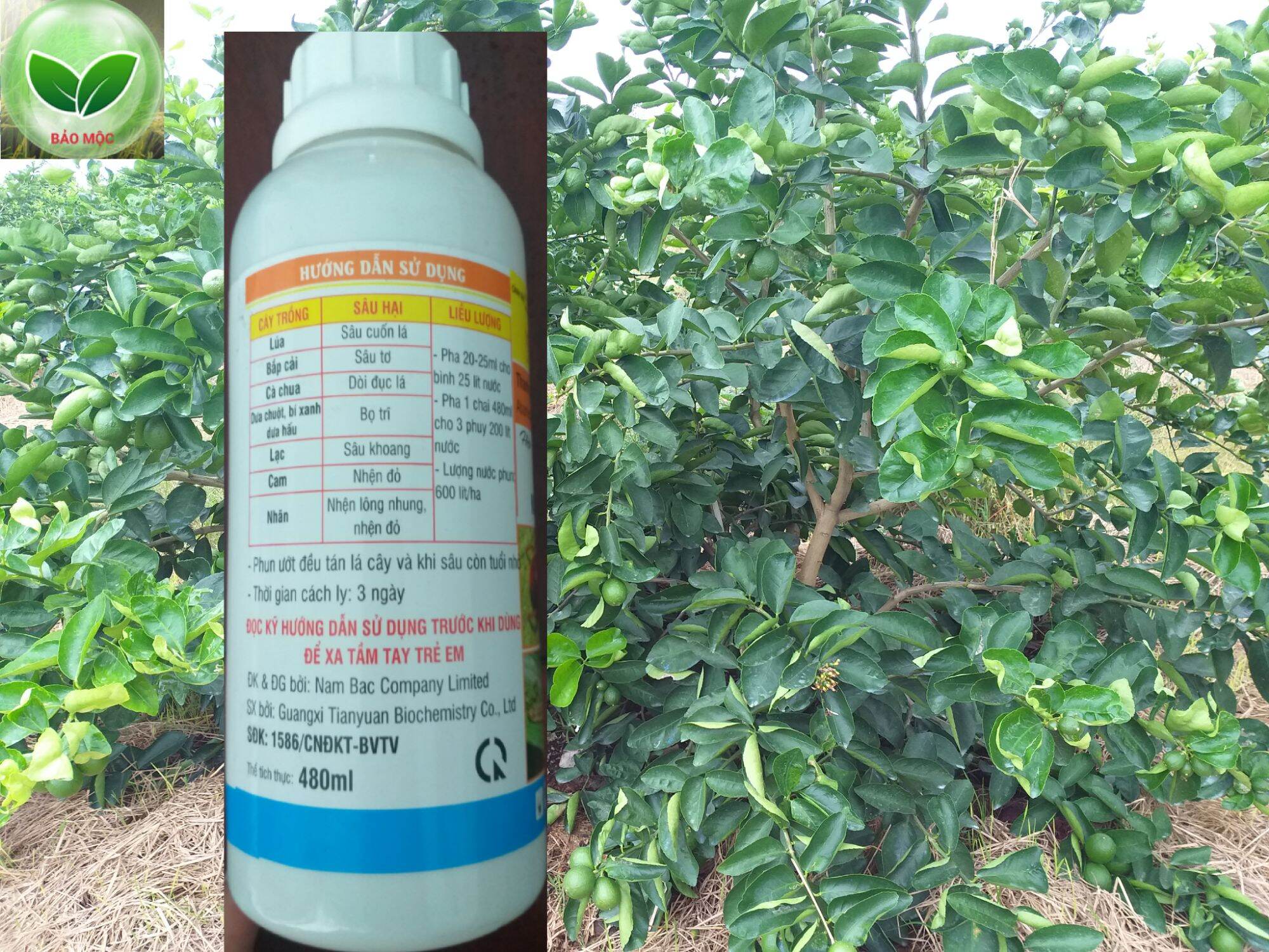 Trừ nhện đỏ - nhện bạc - sâu lá - bọ trĩ