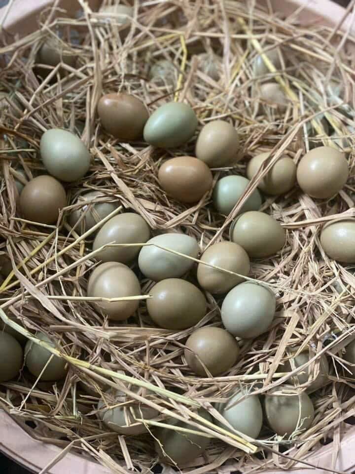 10 trứng chim trĩ lạc về ăn
