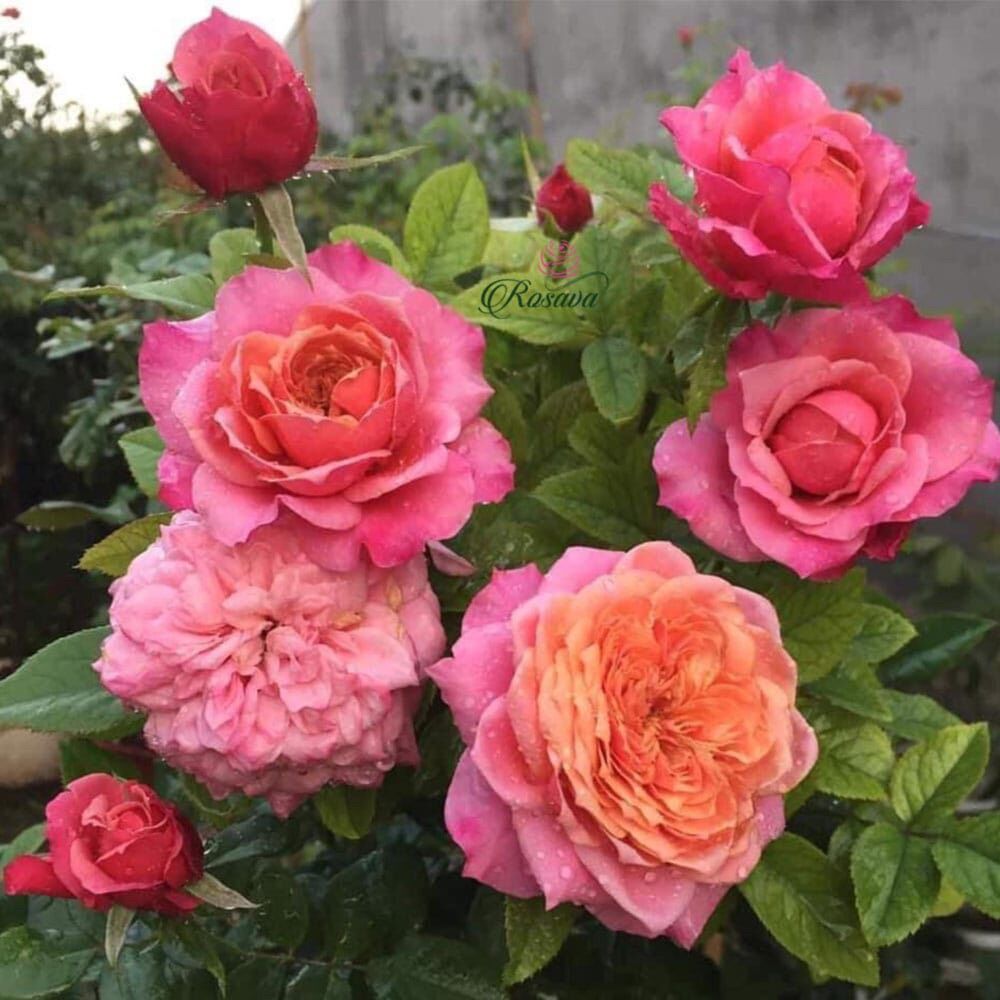 Hoa hồng Miyabi Rose - hồng bụi