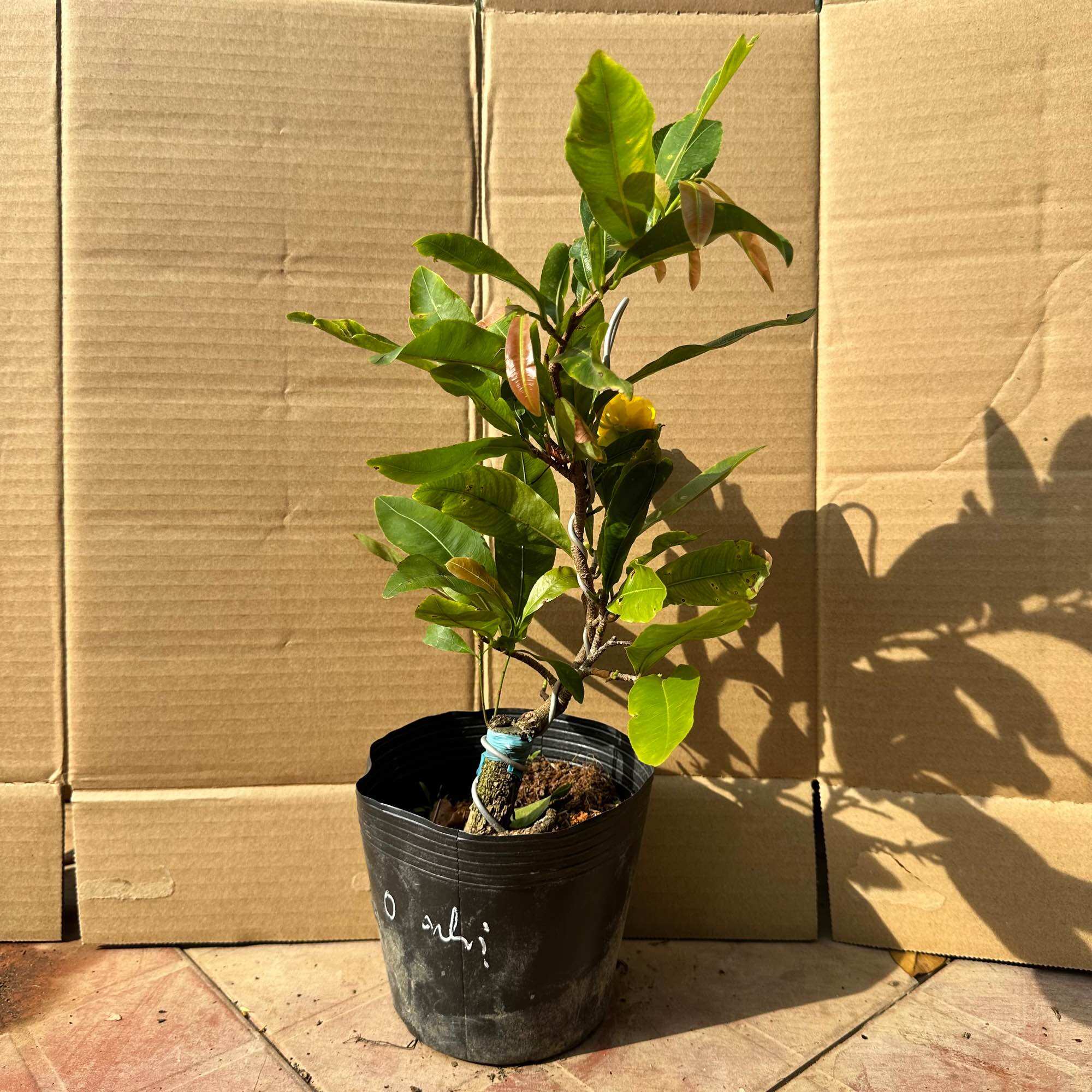 (Ra hoa Tết) Cây mai hoàng huyết long (mai cúc không nhị) - mini bonsai