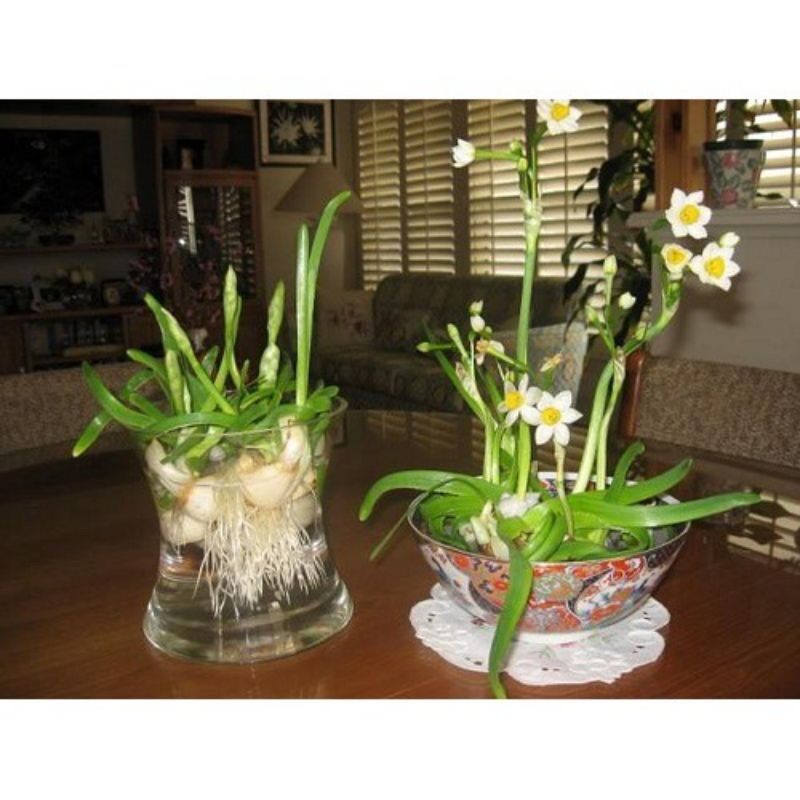 Củ hoa thủy tiên nước