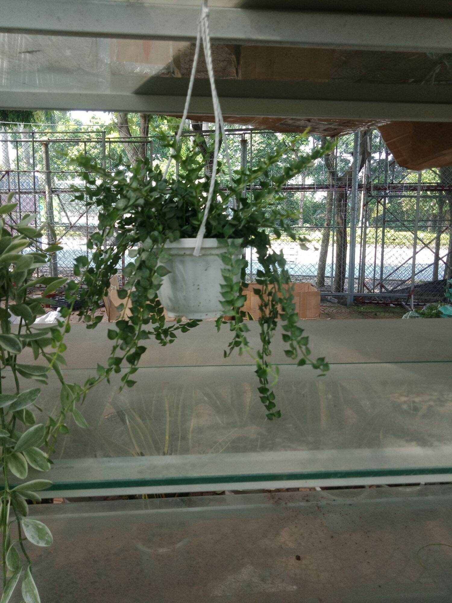 cây lan tim treo chậu