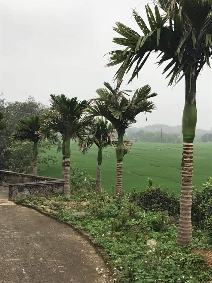 Cây Cau Kiểng Lùn (cây con)