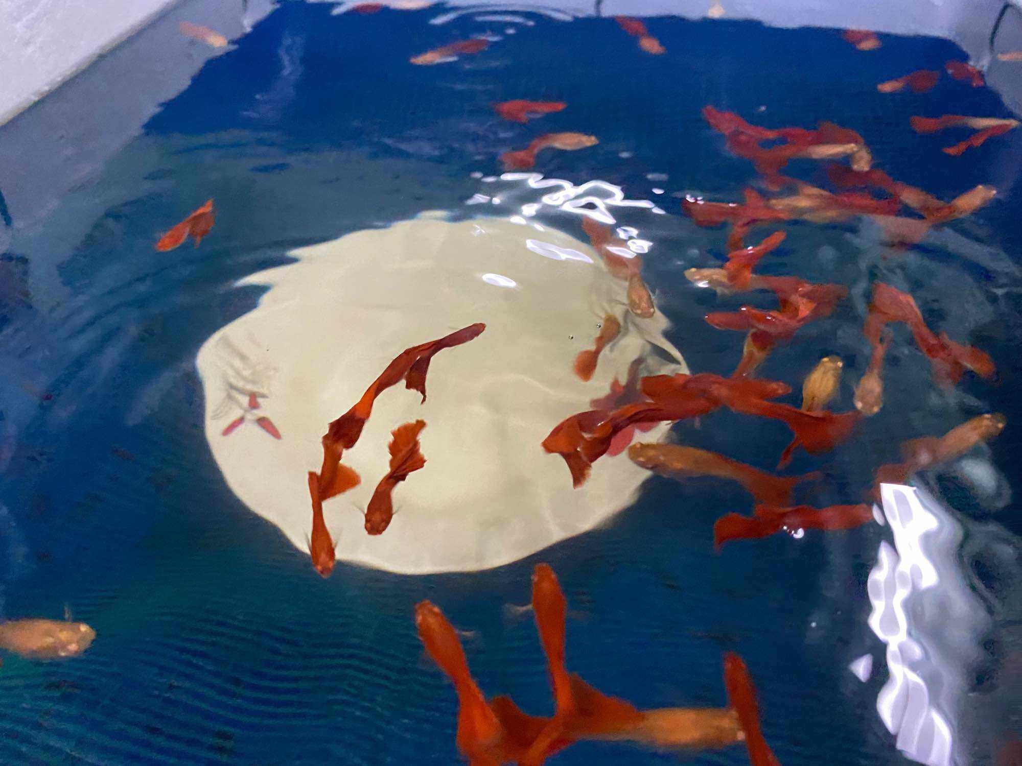 GUPPY COMBO 10 WILD RED