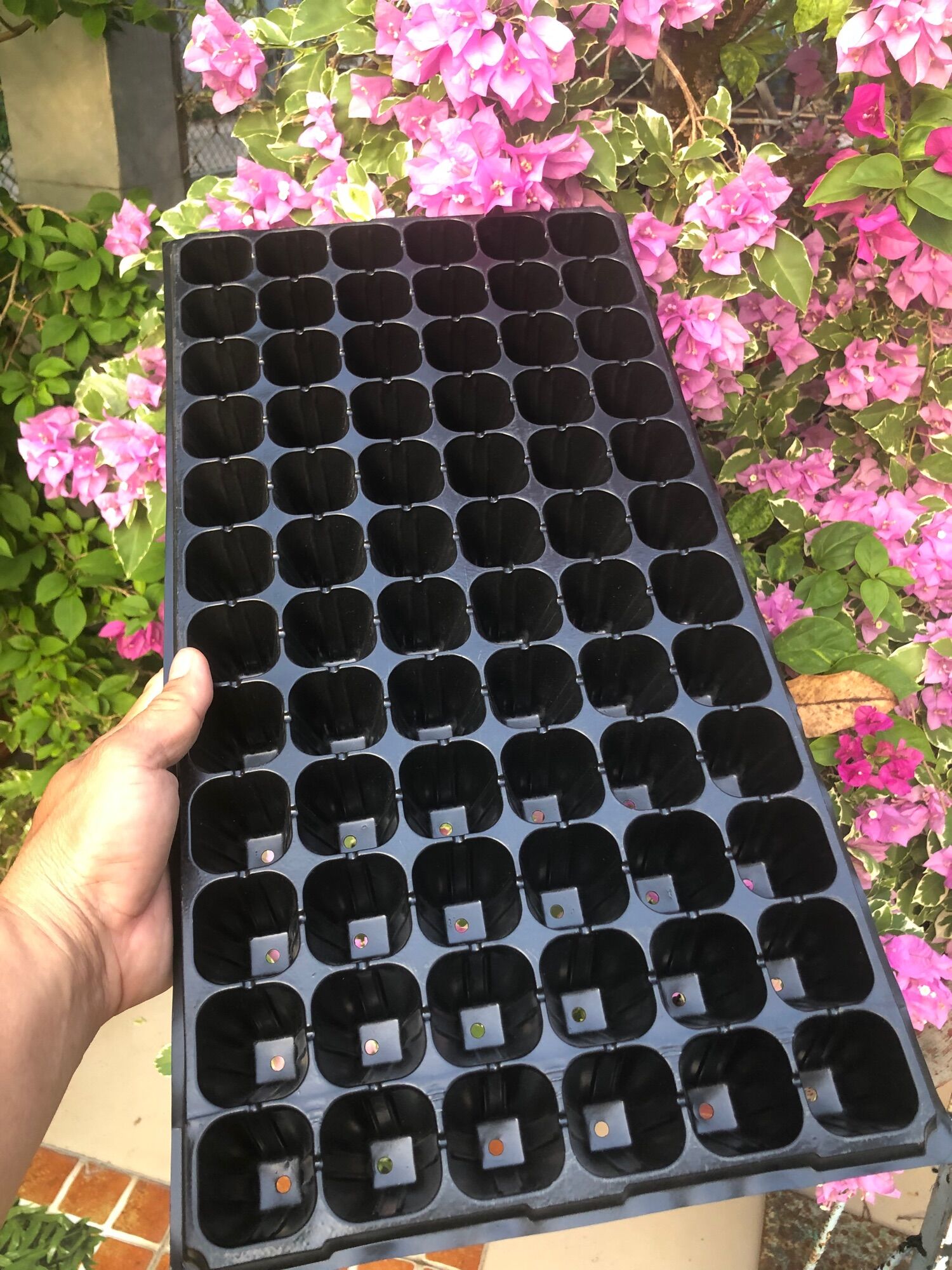 Khay ươm hạt giống 72 lỗ ,105 lỗ ,128 lỗ
