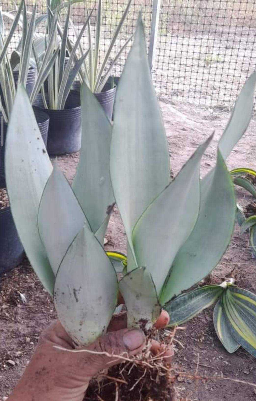 Cây lưỡi hổ bạch kim, bạc trắng, lá bản to, ngắn - Sansevieria Moonshine