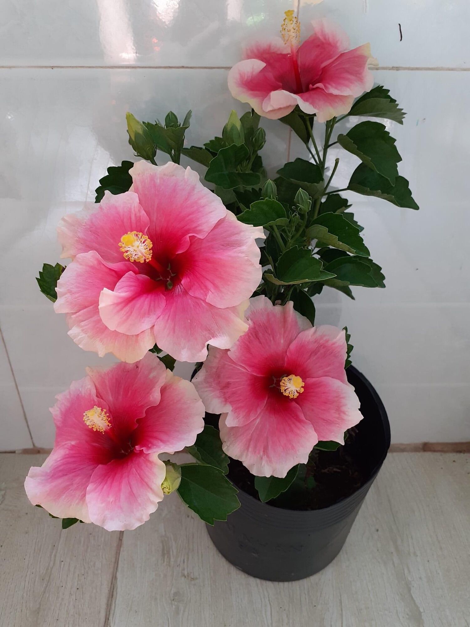 Cây hoa dâm bụt thái nhiều màu