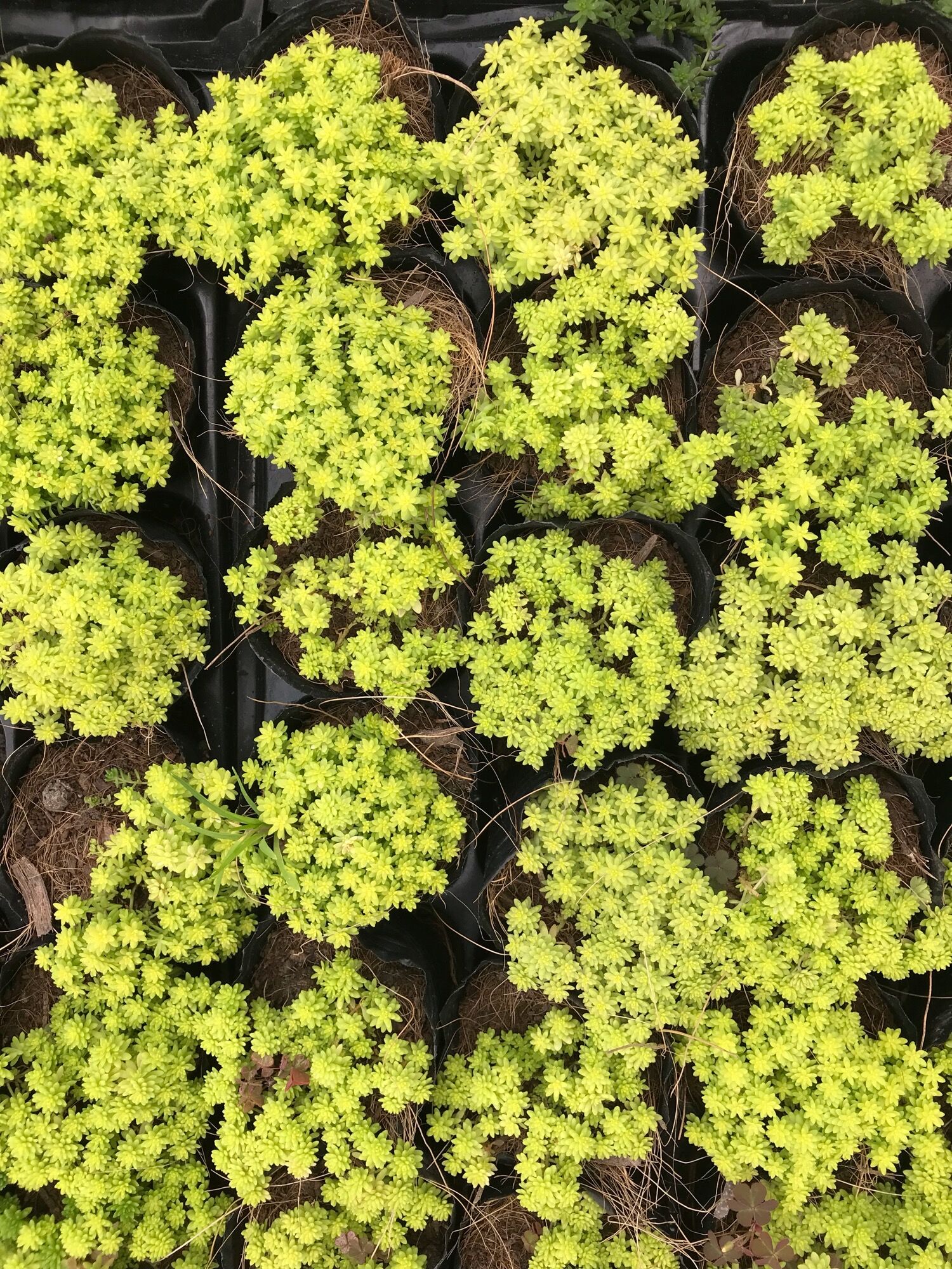 Sen đá sedum gold cute size bầu