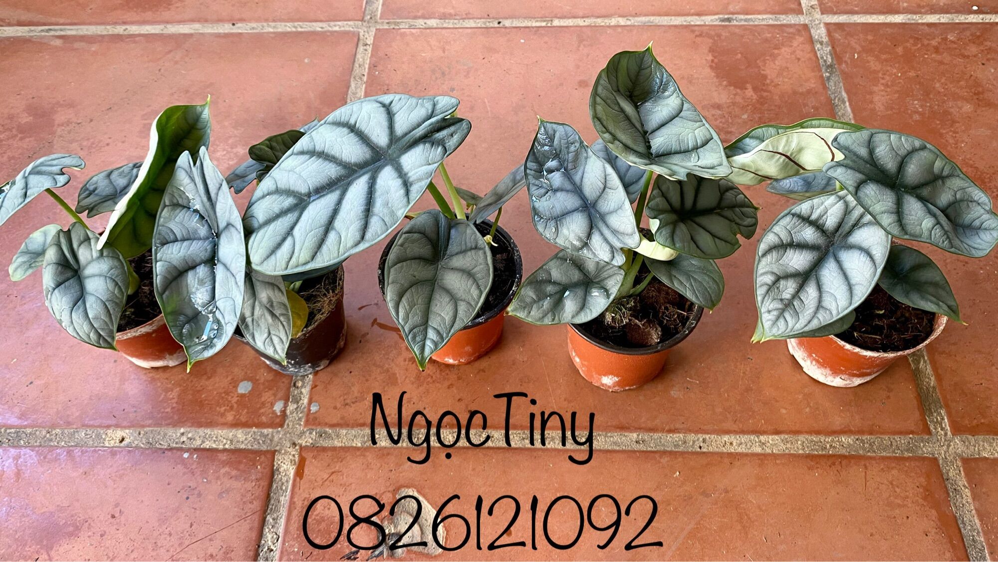 Alocasia Dragon Silver - Cây Rồng Bạc ảnh thật