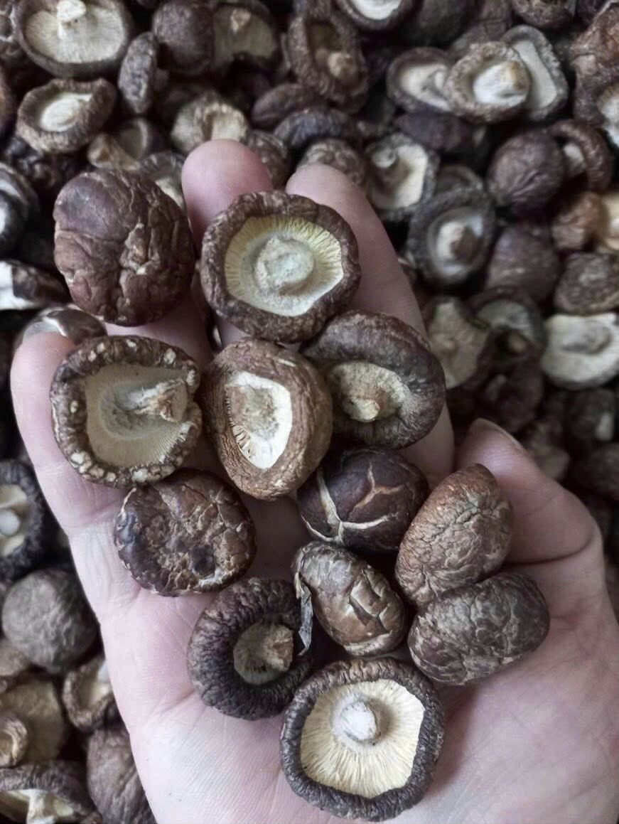 nấm đông cô