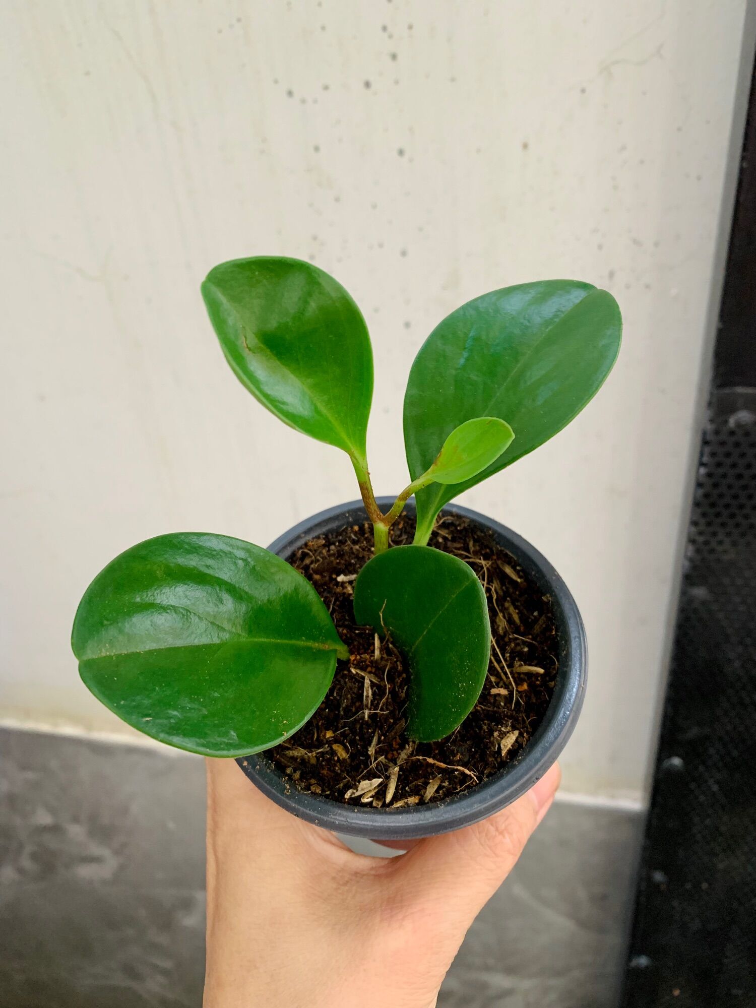 Cây trường sinh để bàn