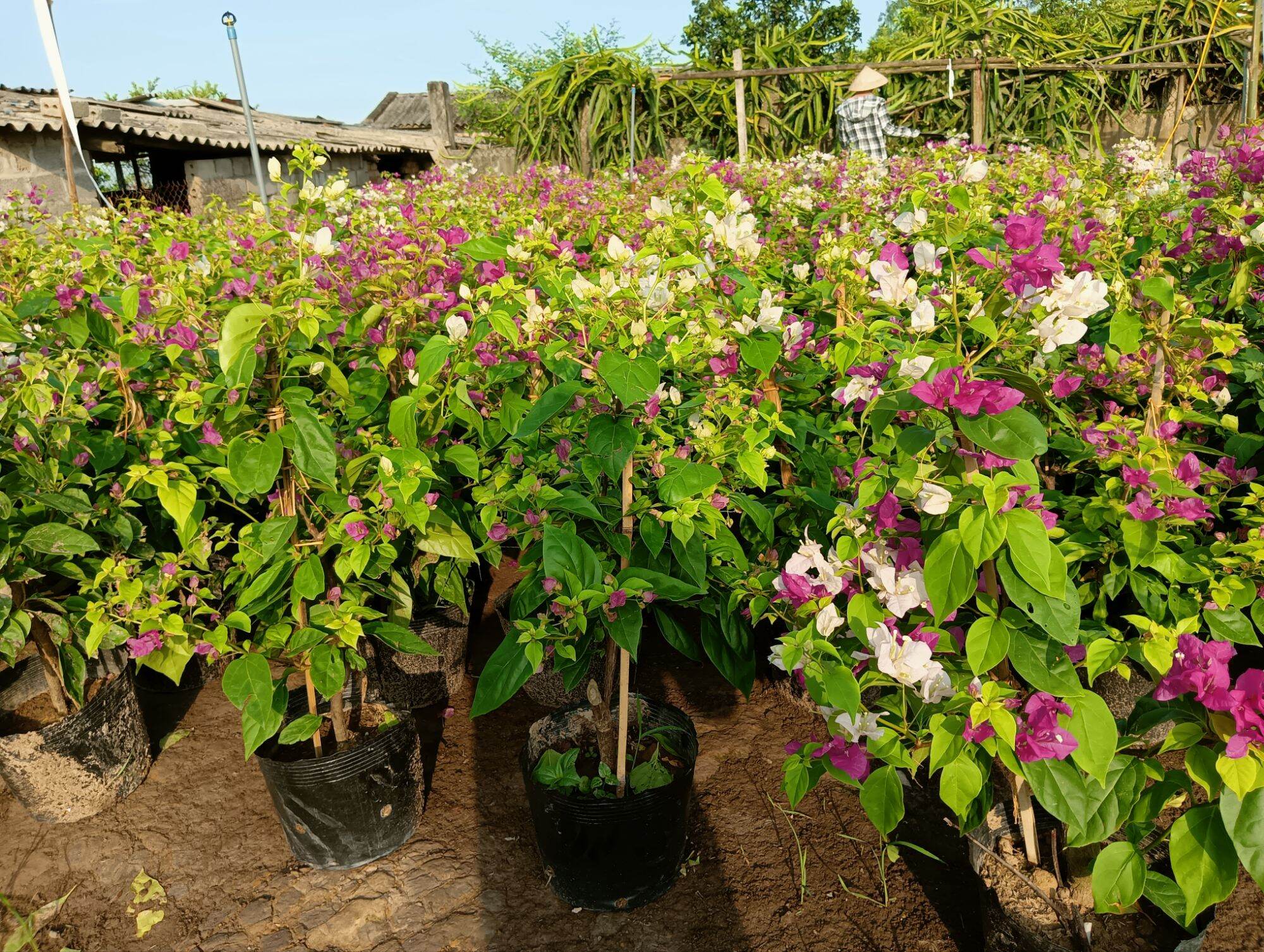 (Em mới bán ạ)Cây hoa giấy 2 màu