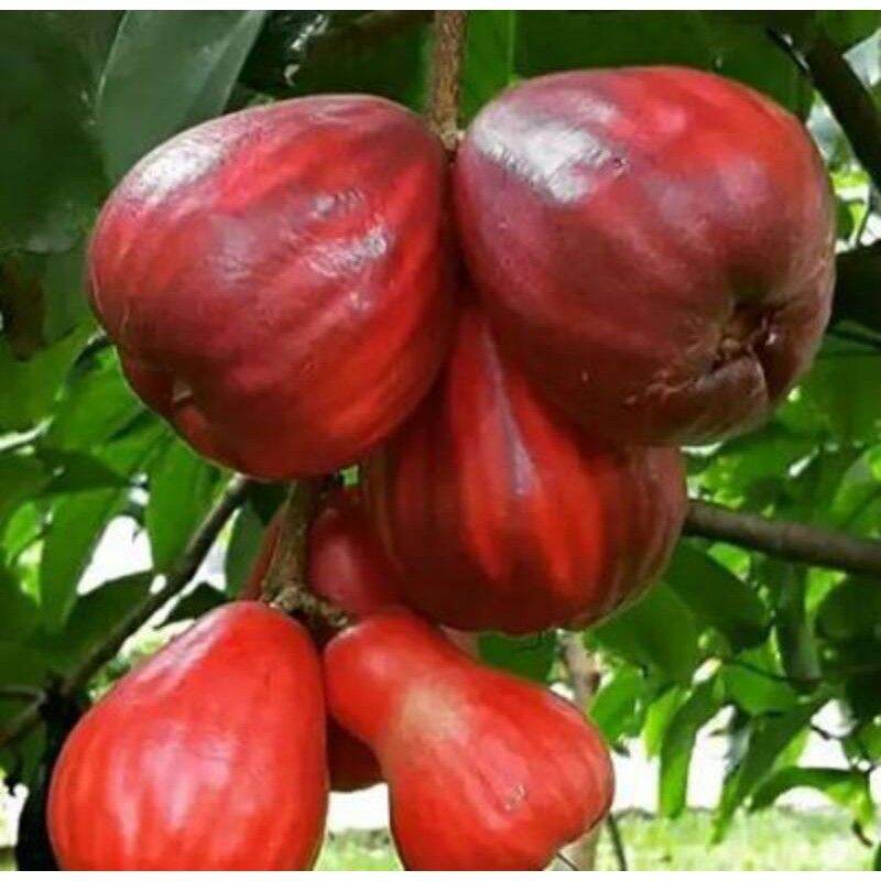 CÂY MẬN THÁI siêu ngọt (siêu sớm)
