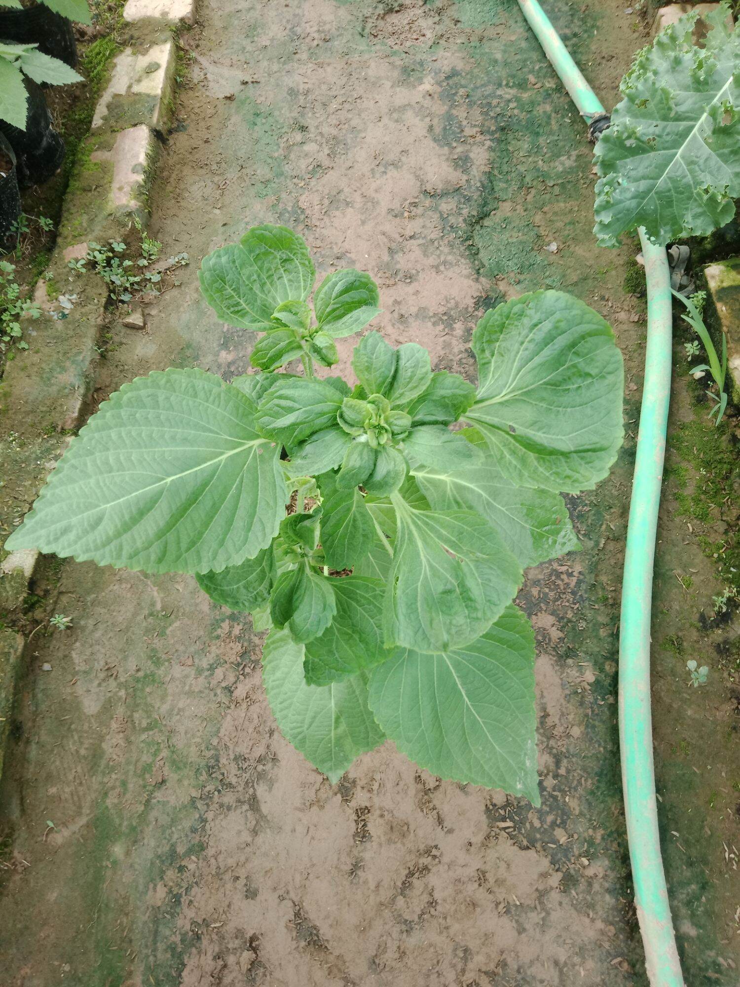 Cây lá mè hàn quốc.