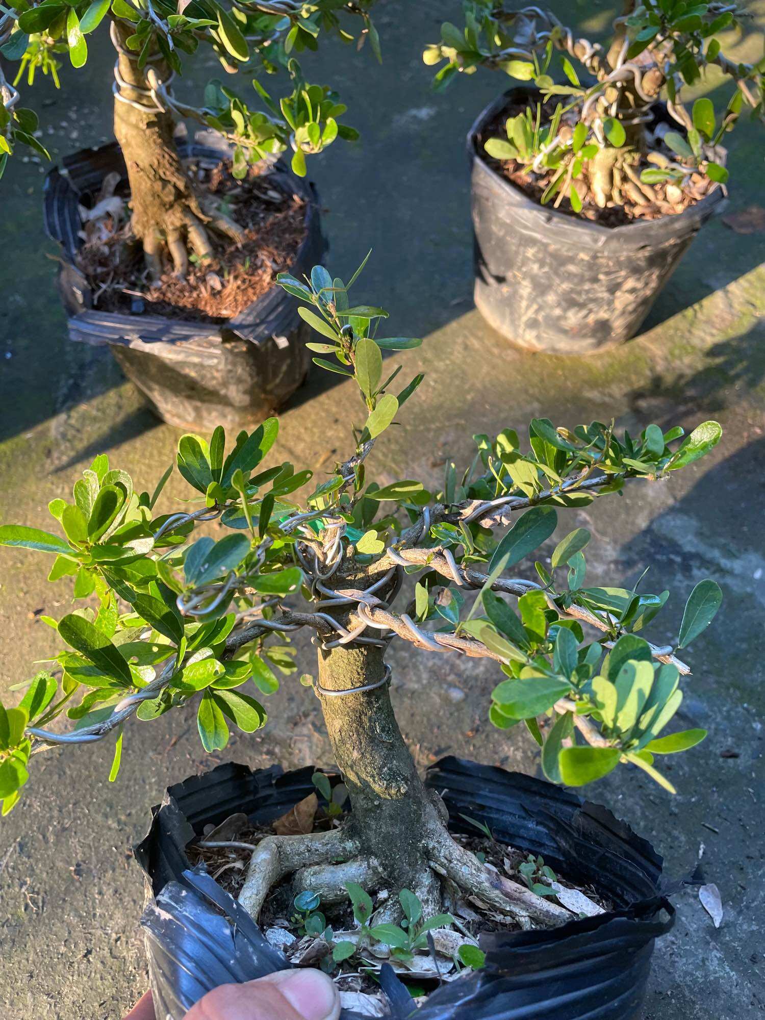 [HCM]Linh sam gốc to dạng phôi bonsai