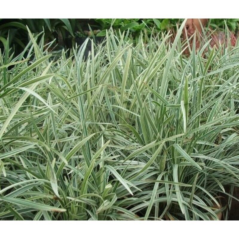 Cây cao cẳng sọc (cỏ lan chi lá sọc dài)