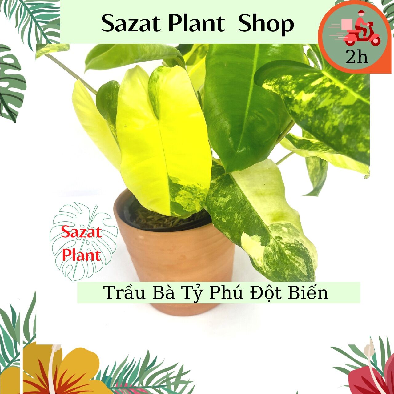 Cây Trầu Bà Tỷ Phú Đột Biến - Philodendron Burle Marx Variegata - Cây kiểng lá đột biến trồng trong nhà lọc không khí, Sazat Plant.