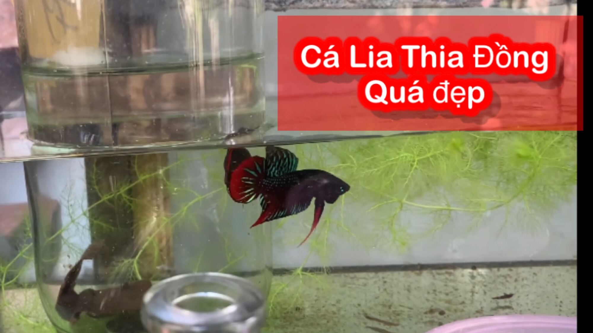 Cá Lia Thia Đồng sai lớn