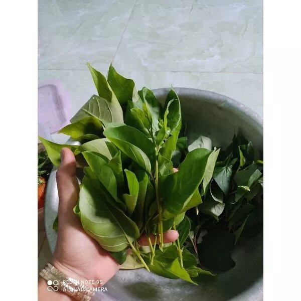COMBO các loại rau rừng